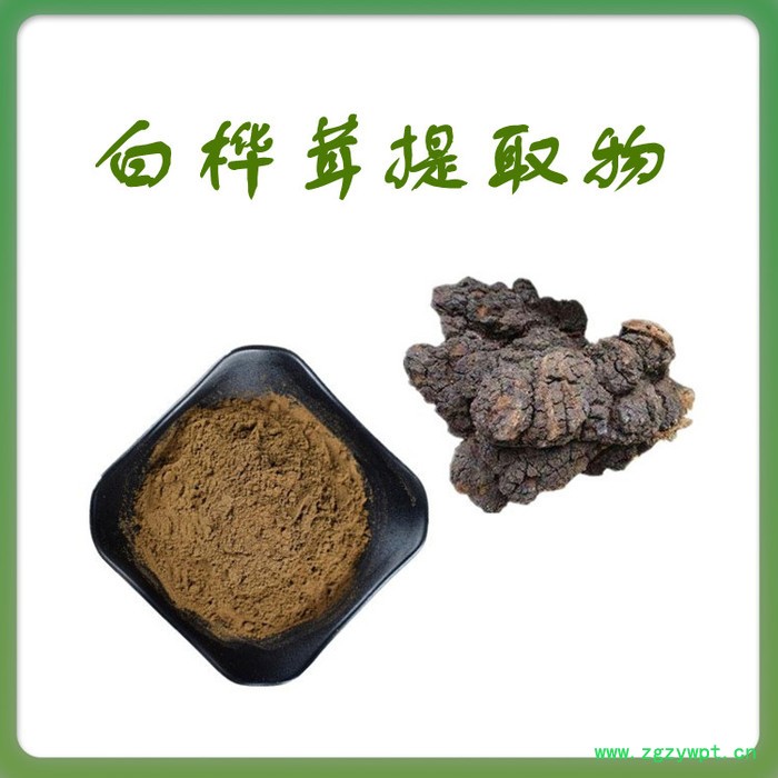 白桦茸粉 水溶 可定制 白桦茸提取物厂家图2