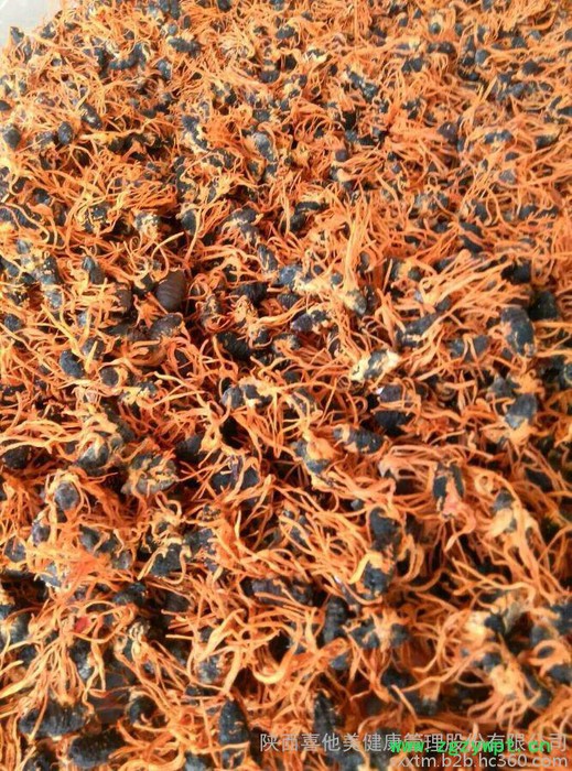 蛹虫草金虫草虫草花现货供应图7