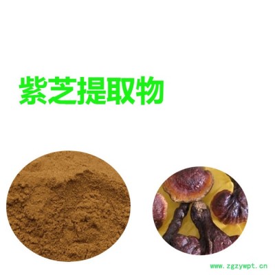 甘肃斯诺特  紫芝提取物   全水溶  紫芝粉