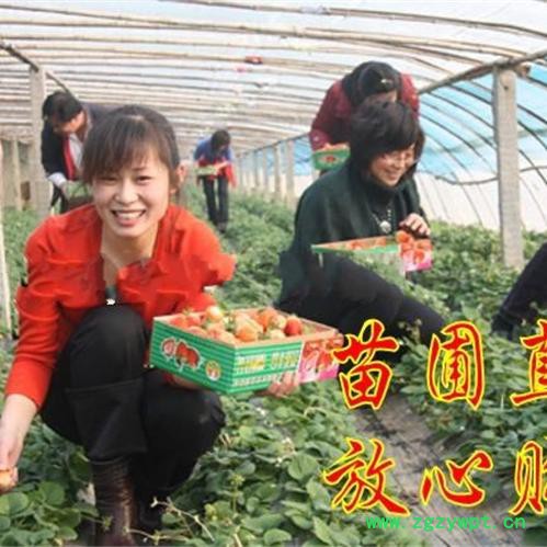 苗豆儿新款原味海藻糖发酵软饼干宝宝罐装60g 宝宝儿童零食图4