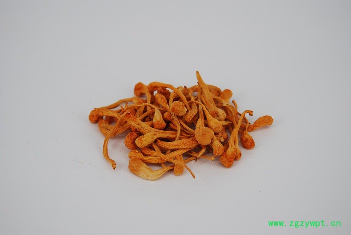 【中滨】(zhongbin) ZB-HG1kg 北虫草 虫草花 蛹虫草 (中温热风干燥) 原料图2