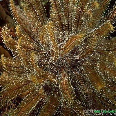 厂家供应  海藻提取物  10:1 海藻多糖植物提取物