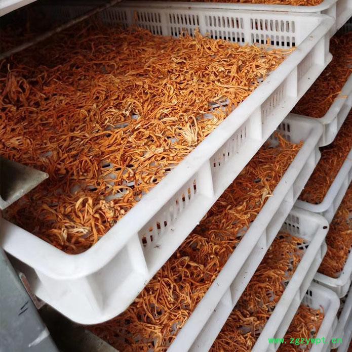 新川优创虫草花烘干房 烘房设备图2