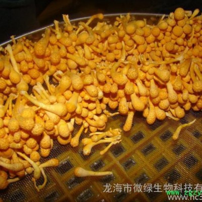 供应的蛹虫草栽培技术培训_的虫草花培训就在微绿生物科技公司