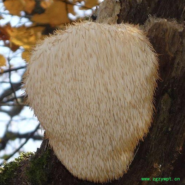 斯诺特 猴头菇提取物 猴头菇多糖 生产厂家图3