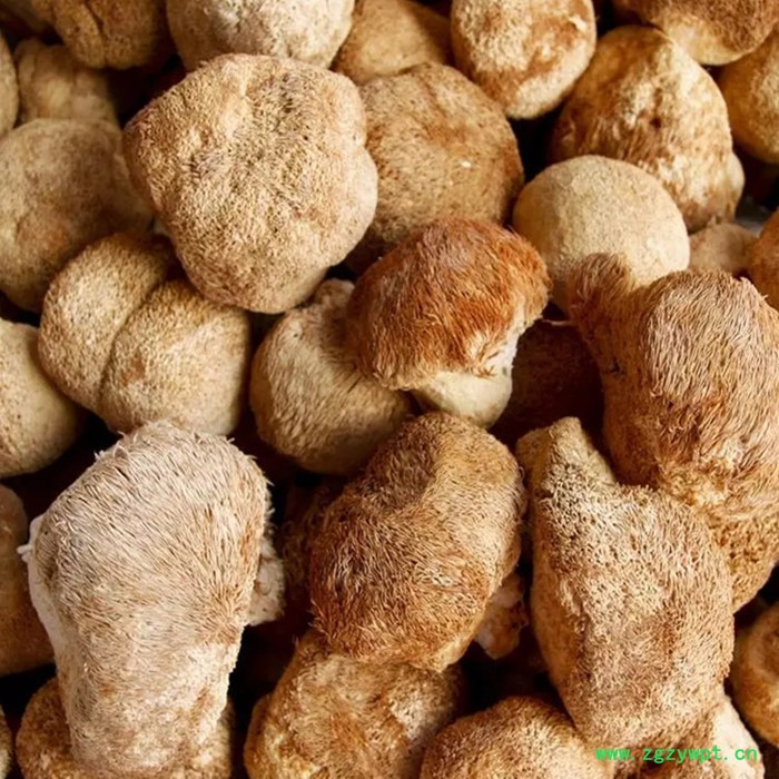 斯诺特 猴头菇提取物 猴头菇多糖 生产厂家图4