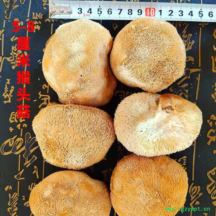 野猴头菇多钱干货 打粉猴头菇250克/袋 猴头菇粉批发图2