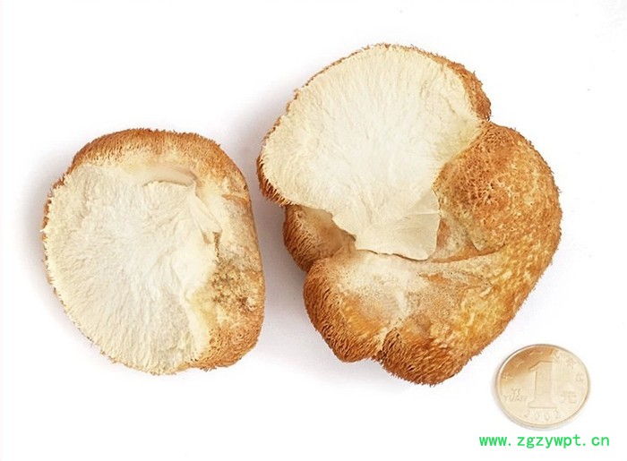 北威 猴头菇 **猴头菇图3