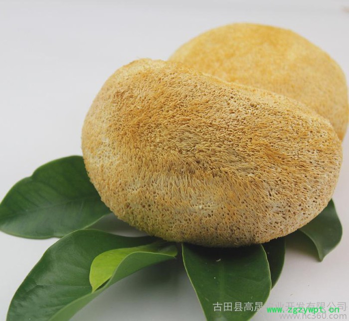 【古耳】直批古田猴头菇干货 猴头蘑菇 新货猴头菌 个大毛长图3