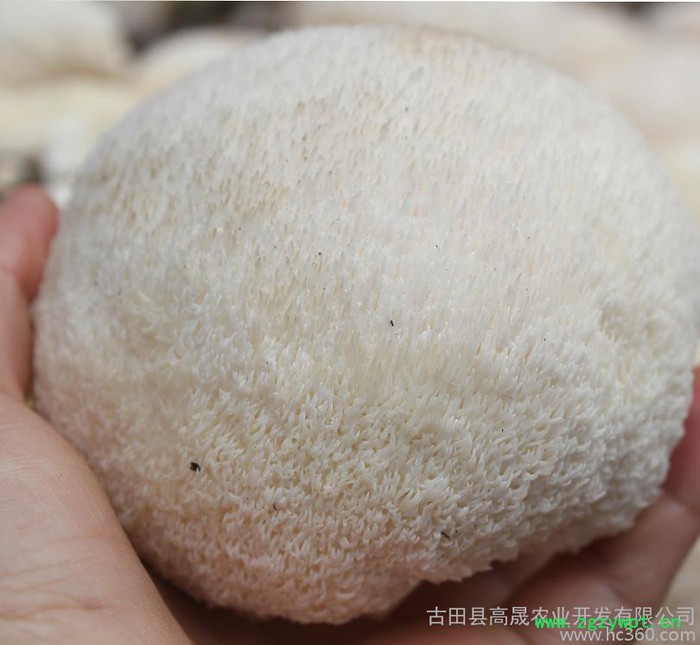 【古耳】直批古田猴头菇干货 猴头蘑菇 新货猴头菌 个大毛长