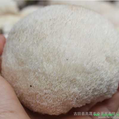 【古耳】直批古田猴头菇干货 猴头蘑菇 新货猴头菌 个大毛长