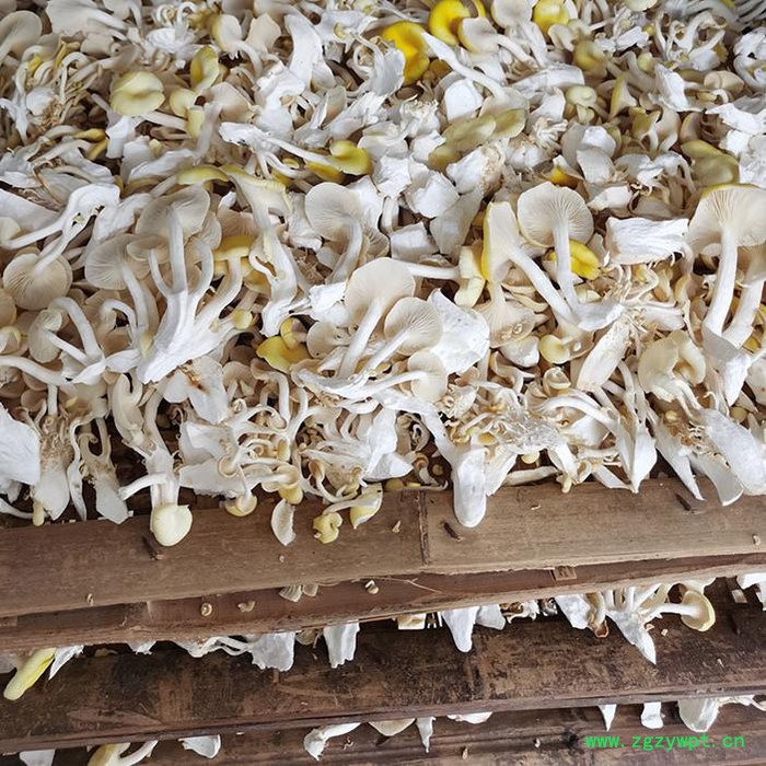 新川优创 猴头菇菌菇烘干房  按需定制欢迎咨询图5