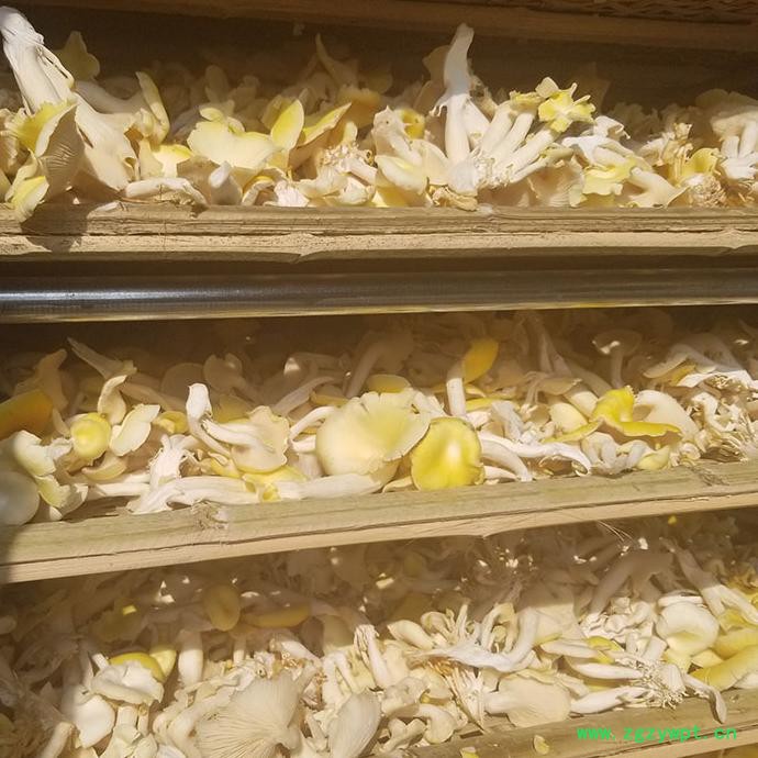 新川优创 猴头菇菌菇烘干房  按需定制欢迎咨询图2