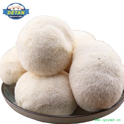 DETAN 新鲜猴头菇