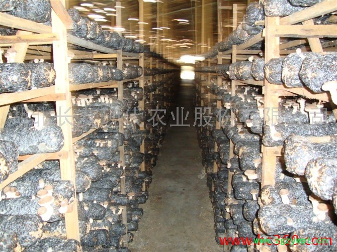 供应/长友香菇、猴头菇、茶花菇、木耳等.长友香菇长友香菇、猴头菇、茶花菇、木耳等图2