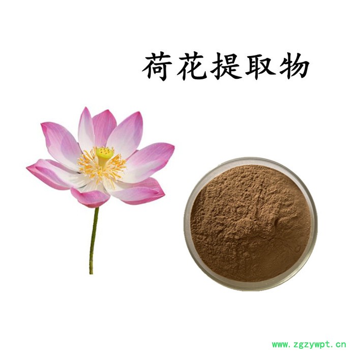 猴头菇提取物  水溶 可定制 猴头菇浓缩粉图3