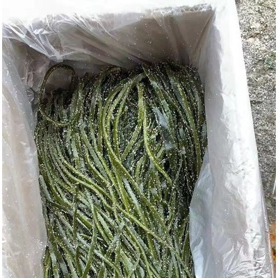 荣成特产华珍 新鲜海带昆布丝净2500g 盐渍海带丝