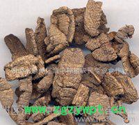 黑松露提取物生产商 供应黑松露粉110目  黑松露流浸膏出厂价图4