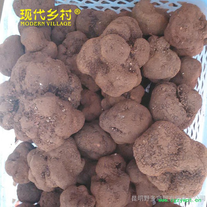 【现代乡村】**黑松露 云南**菌  新鲜黑松露菌 各种**菌都有图3