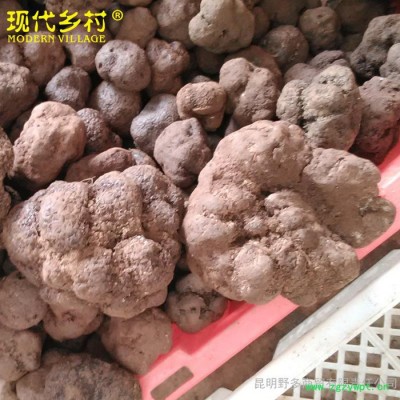 【现代乡村】**黑松露 云南**菌  新鲜黑松露菌 各种**菌都有