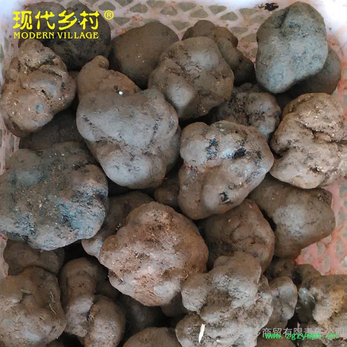 【现代乡村】**黑松露 云南**菌  新鲜黑松露菌 各种**菌都有图2