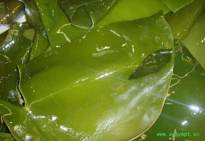 昆布提取物 植物提取物 陕西华实生物 cs厂家直供图3