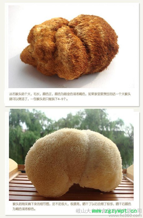 供应大博士200g猴头菇 长白山**养胃猴头菇特产图3