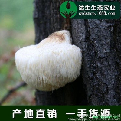 猴头菇 猴头蘑东北特产 ** 食用菌 250g 厂家批发