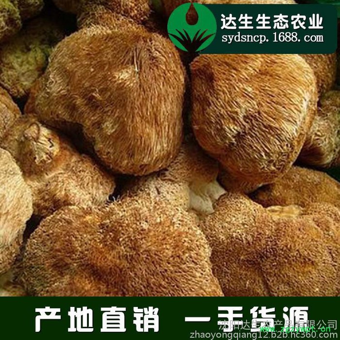 猴头菇 猴头蘑东北特产 ** 食用菌 250g 厂家批发图3