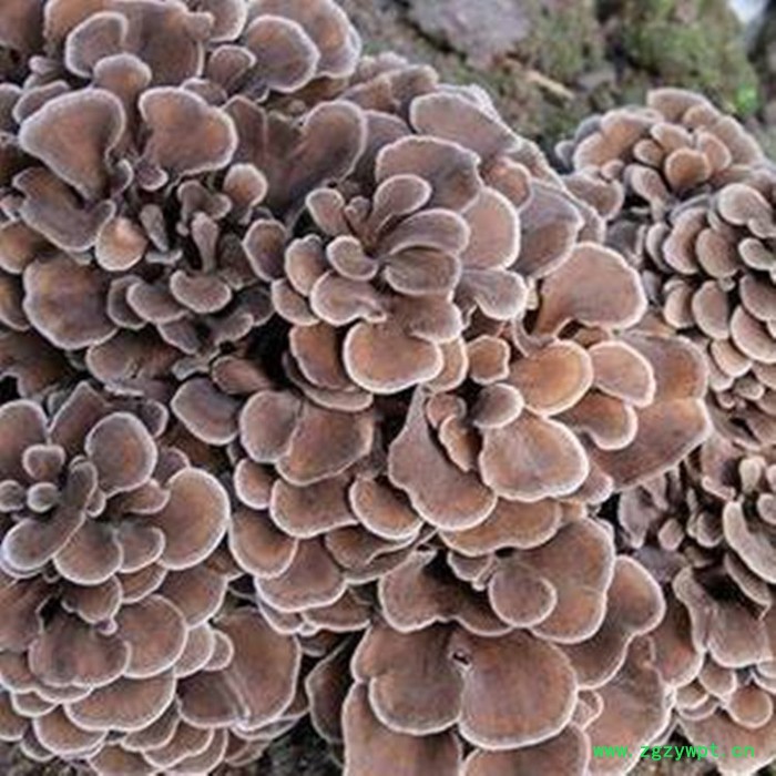 斯诺特 灰树花喷雾干燥粉 灰树花浸膏粉 厂家发货图5