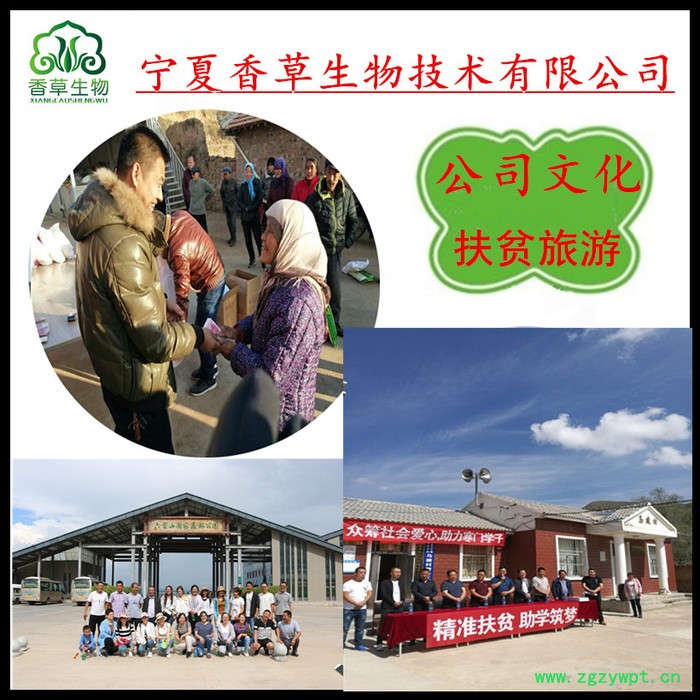 舞菇提取物多糖 香草生物批发灰树花粉120目 灰树花多糖粉现货图2