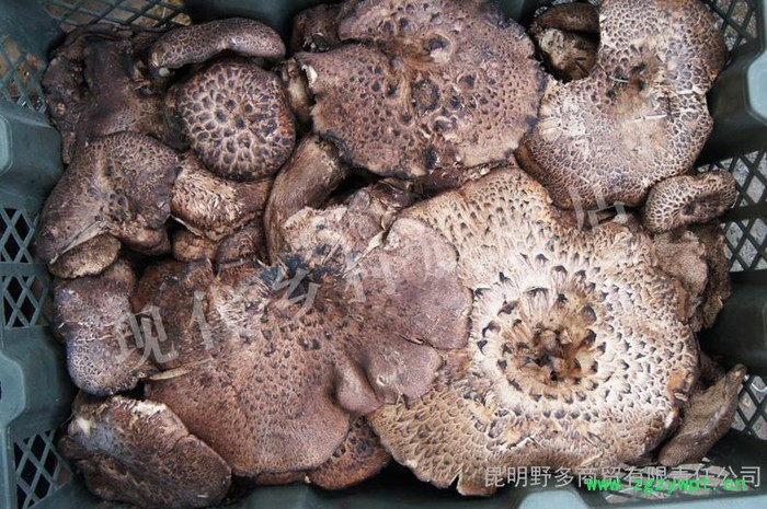 【现代乡村】**虎掌菌 云南**菌 鲜品黑虎掌菌500克图2