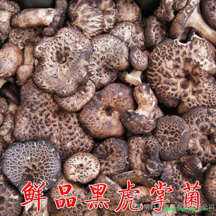 【现代乡村】**虎掌菌 云南**菌 鲜品黑虎掌菌500克图3