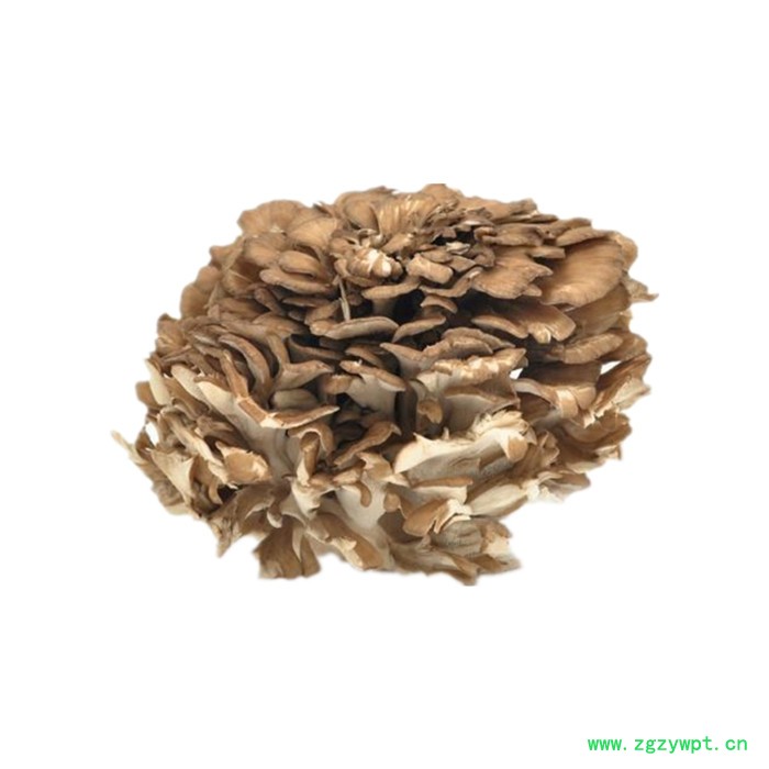 灰树花提取物 六盘韵 水溶 可定制 品质保障图2