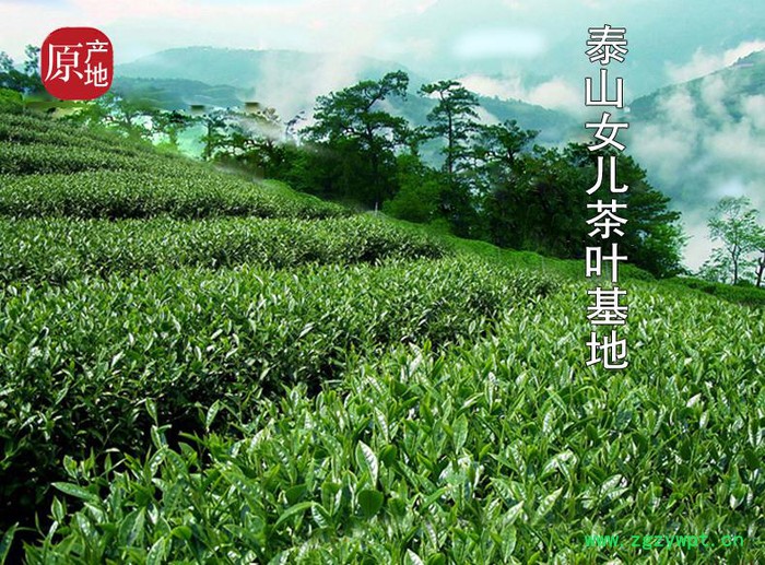 泰安日出女儿茶 泰山女儿茶礼盒 茶叶 绿茶 山东泰安特产图3