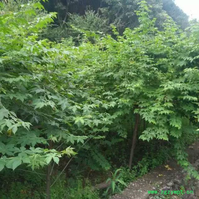 浙江刺儿茶苗覆盆子苗甜叶覆盆子苗掌叶覆盆子苗 茶苗批发图5