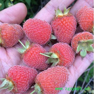 浙江刺儿茶苗覆盆子苗甜叶覆盆子苗掌叶覆盆子苗 茶苗批发图3