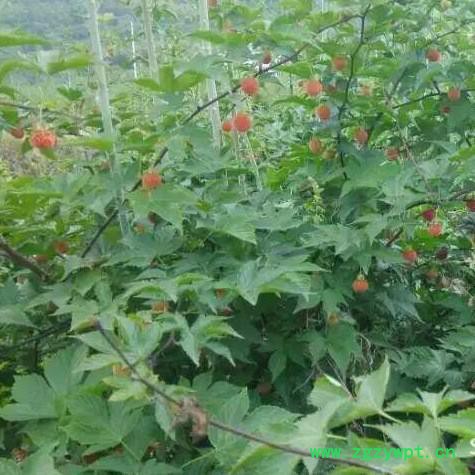 浙江刺儿茶苗覆盆子苗甜叶覆盆子苗掌叶覆盆子苗 茶苗批发图4