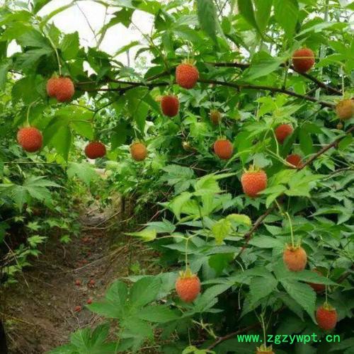 浙江刺儿茶苗覆盆子苗甜叶覆盆子苗掌叶覆盆子苗 茶苗批发图2