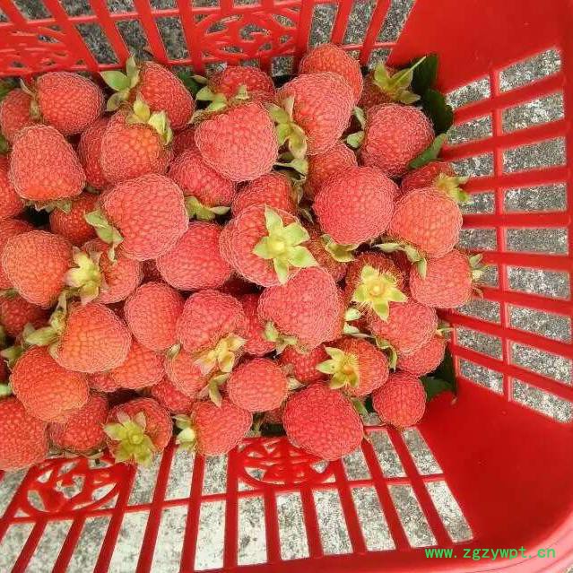 浙江刺儿茶苗覆盆子苗甜叶覆盆子苗掌叶覆盆子苗 茶苗批发图6