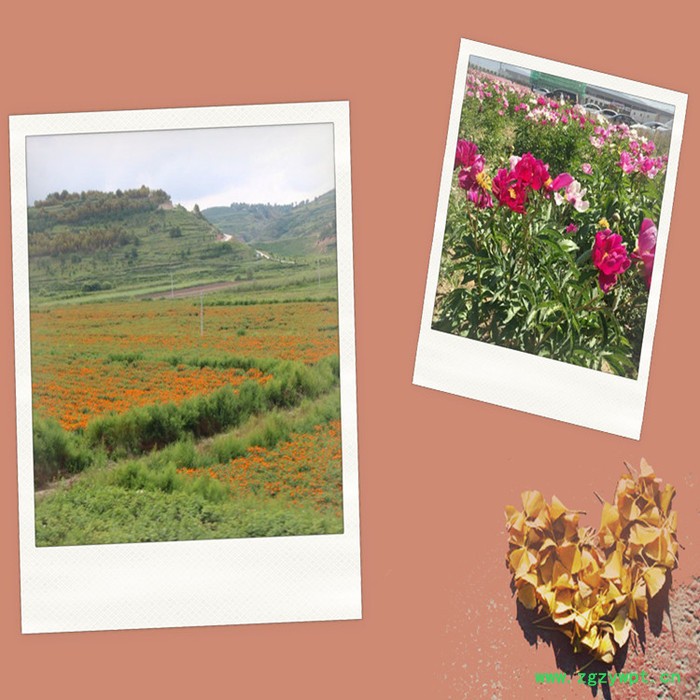 斯诺特 乌梢蛇浓缩粉  生产厂家 乌梢蛇提取物图2