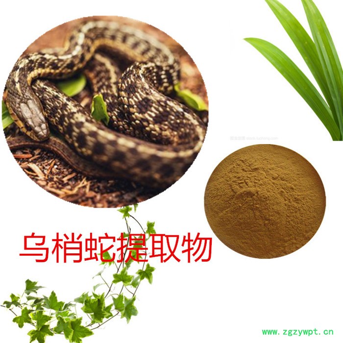 沃特莱斯 乌梢蛇提取物10:1  速溶乌梢蛇粉