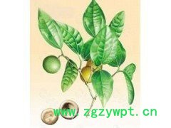 现货供应 马钱子提取物 马钱子粉 包邮图4