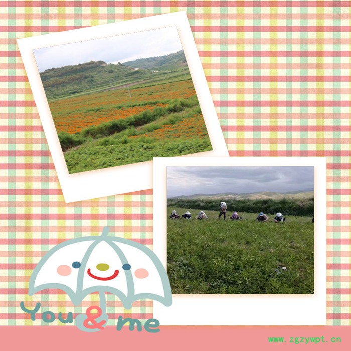 斯诺特 乌梢蛇提取物 乌梢蛇肽 提取物厂家图2