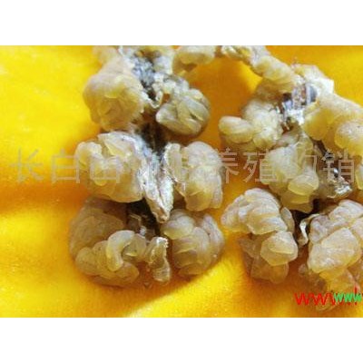 供应雪蛙油，林蛙油，雪蛤膏