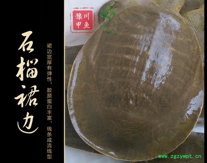 【地理标志产品】豫川**外塘**生态老鳖**水鱼团鱼王八外塘图4
