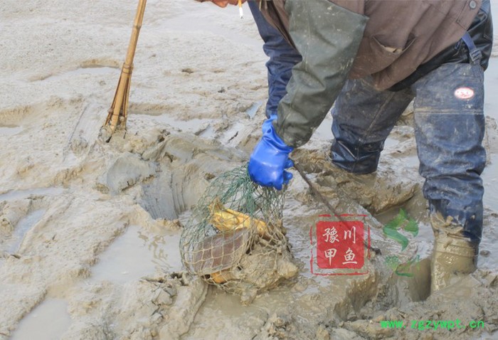 【地理标志产品】豫川**外塘**生态老鳖**水鱼团鱼王八外塘图3