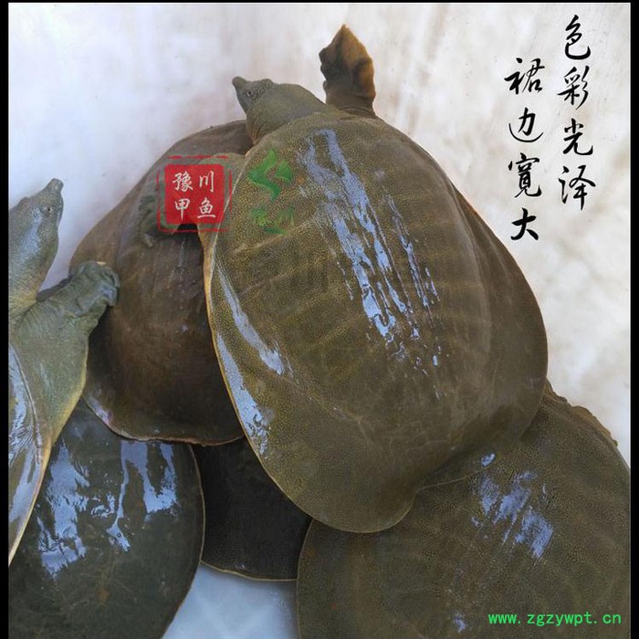 【地理标志产品】豫川**外塘**生态老鳖**水鱼团鱼王八外塘图7