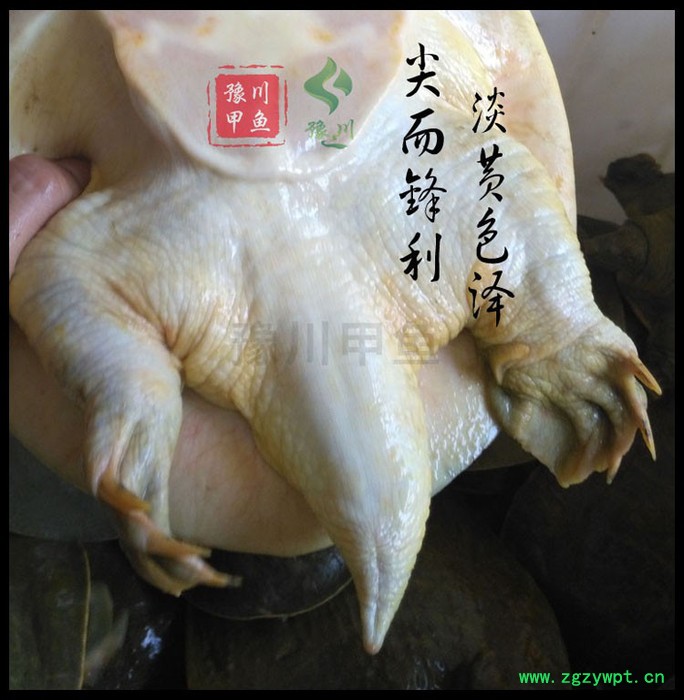 【地理标志产品】豫川**外塘**生态老鳖**水鱼团鱼王八外塘图5