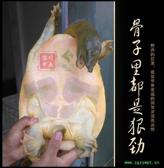 【地理标志产品】豫川**外塘**生态老鳖**水鱼团鱼王八外塘图8